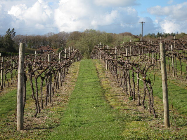 Biddenden Vineyard