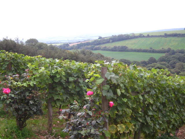 Camel Valley Vineyard