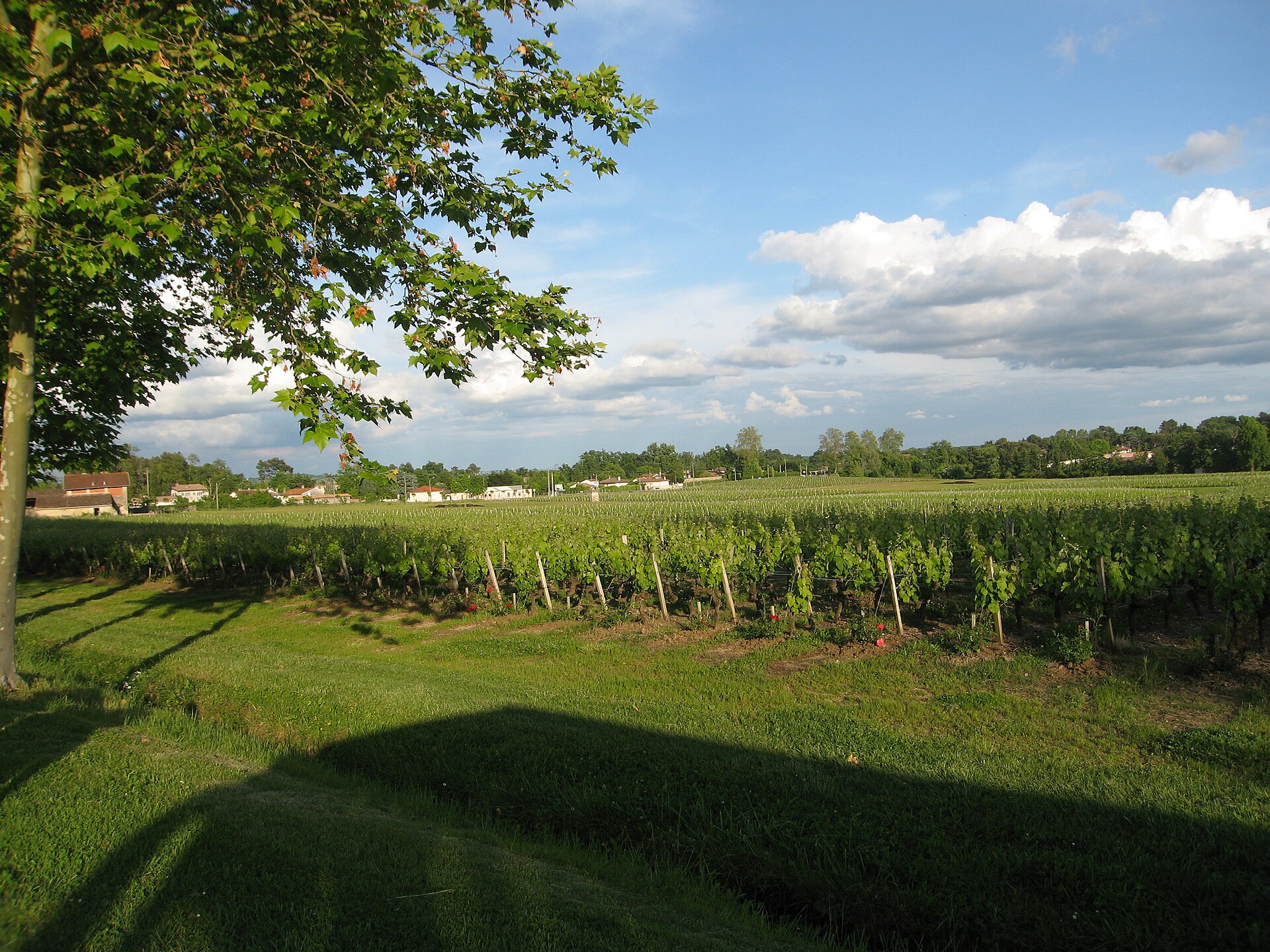 Château Bouscaut