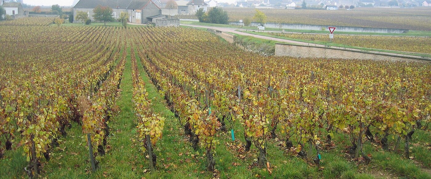 Criots-bâtard-montrachet