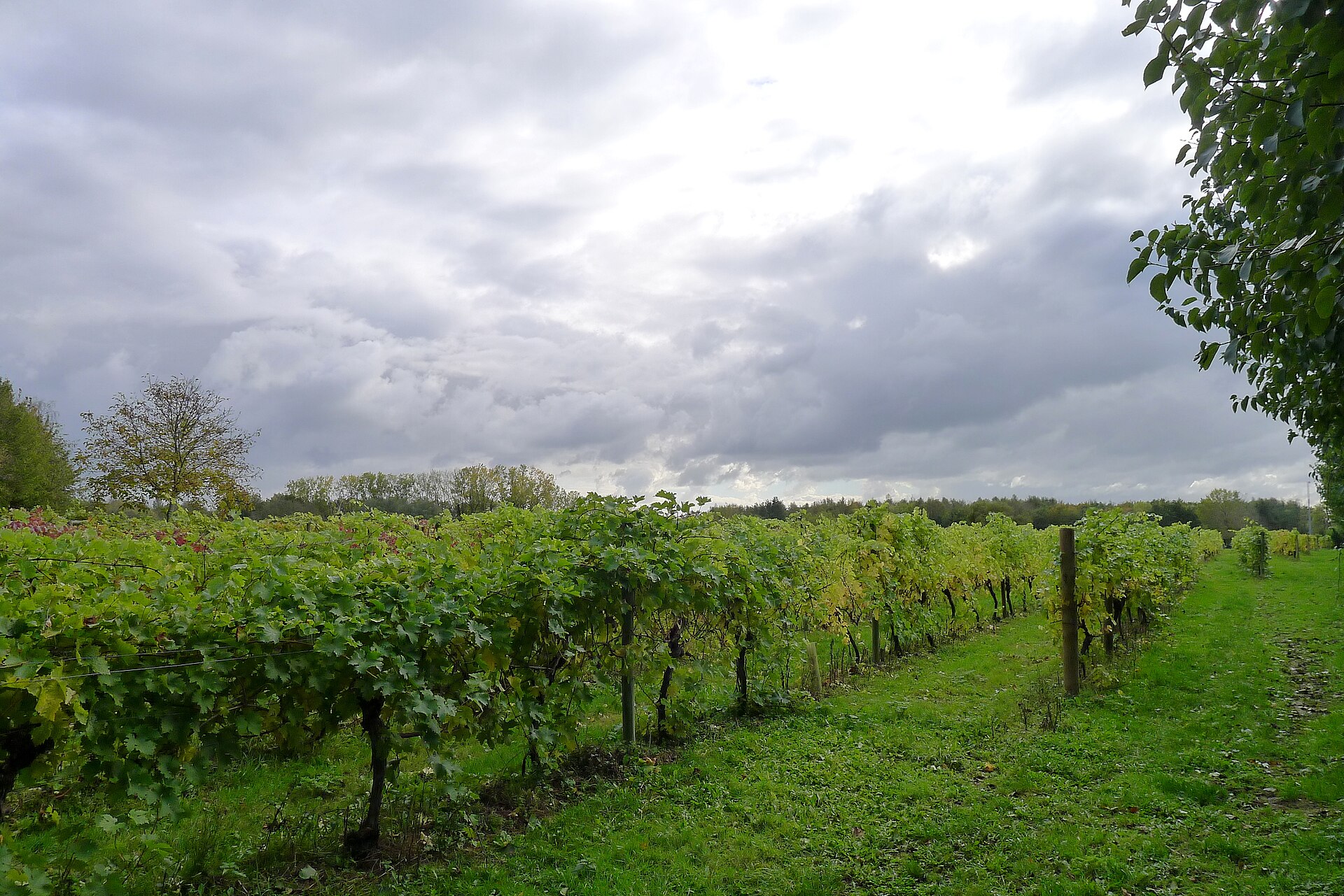 Dedham Vale Vineyard