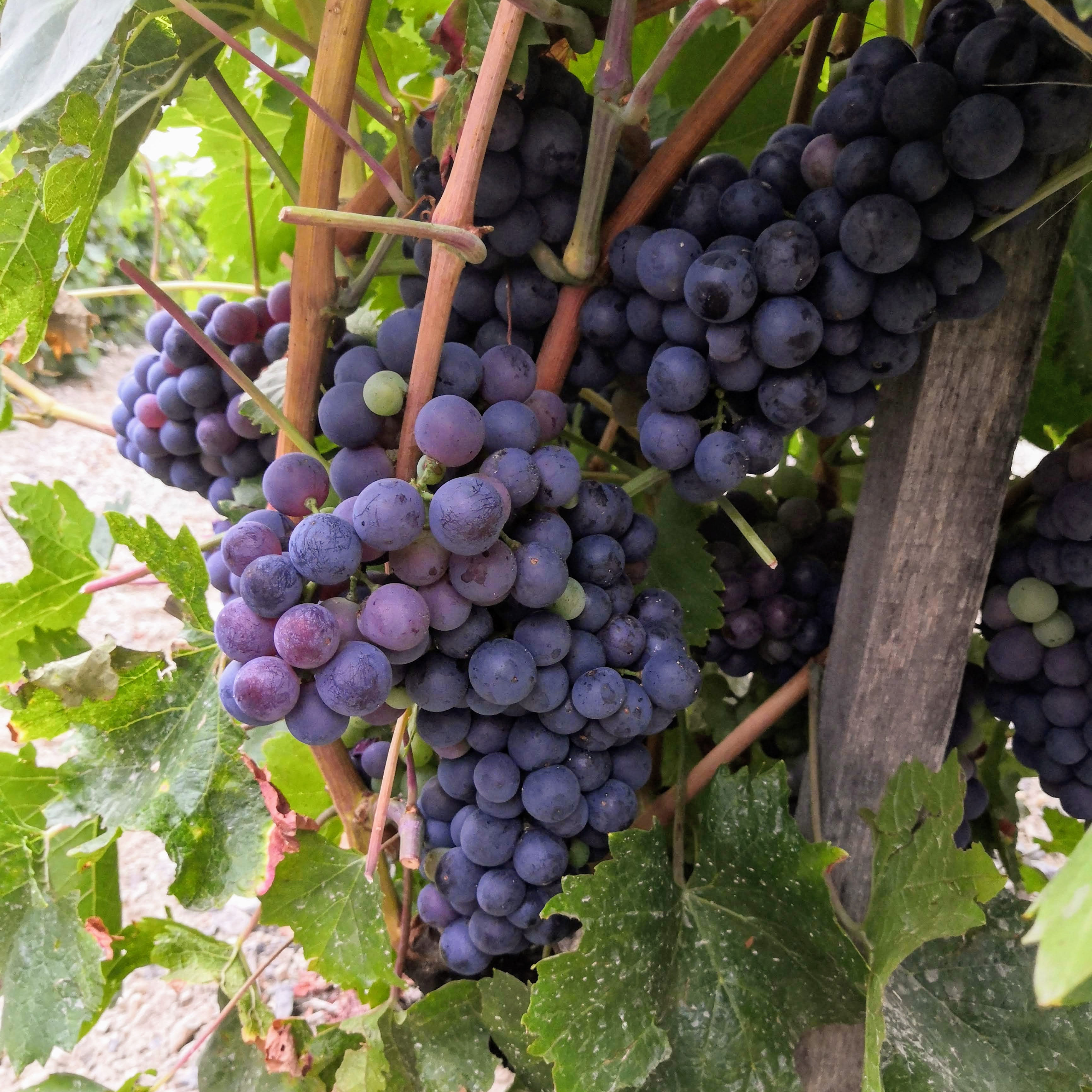 Domaine Allemand