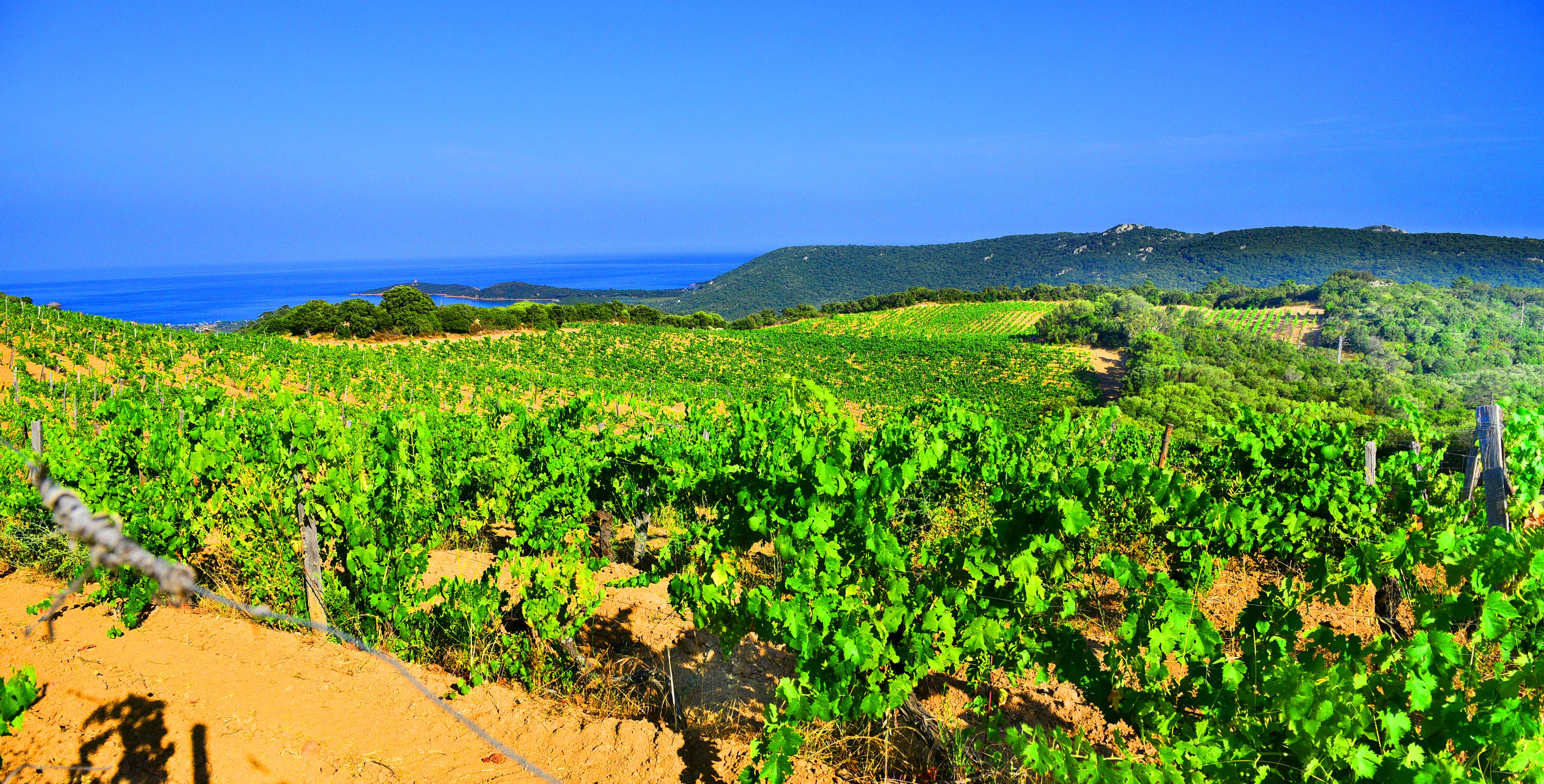 Domaine de Torraccia