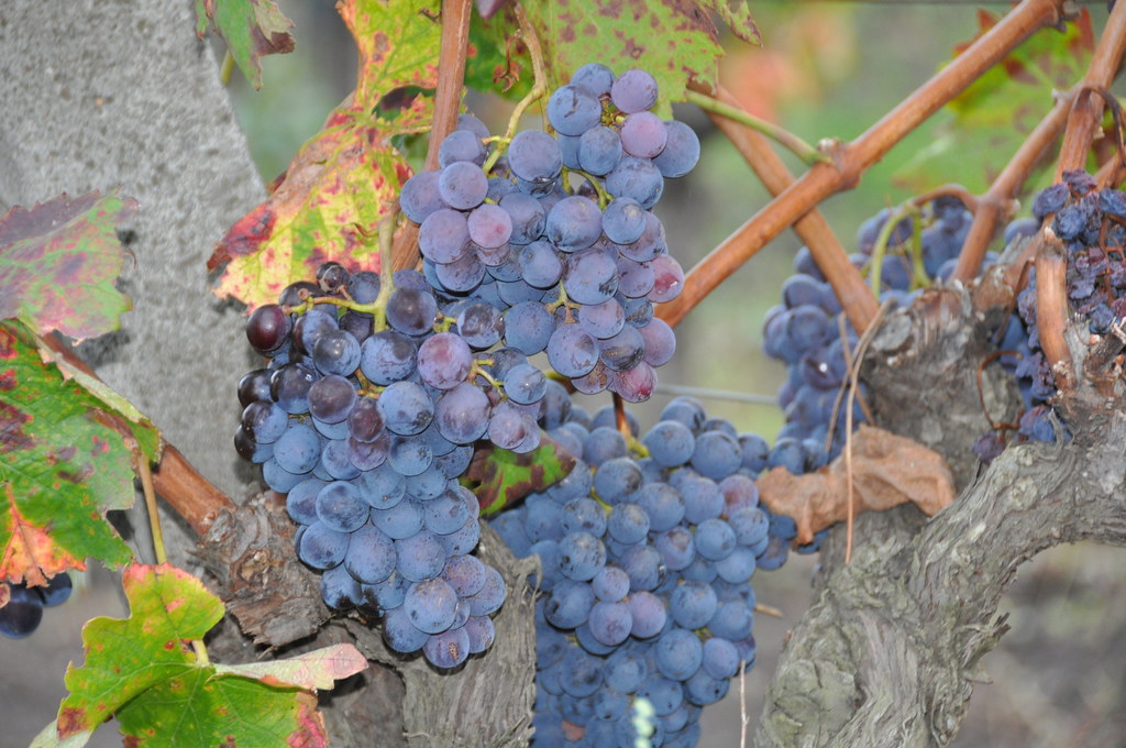 Gambino Vini