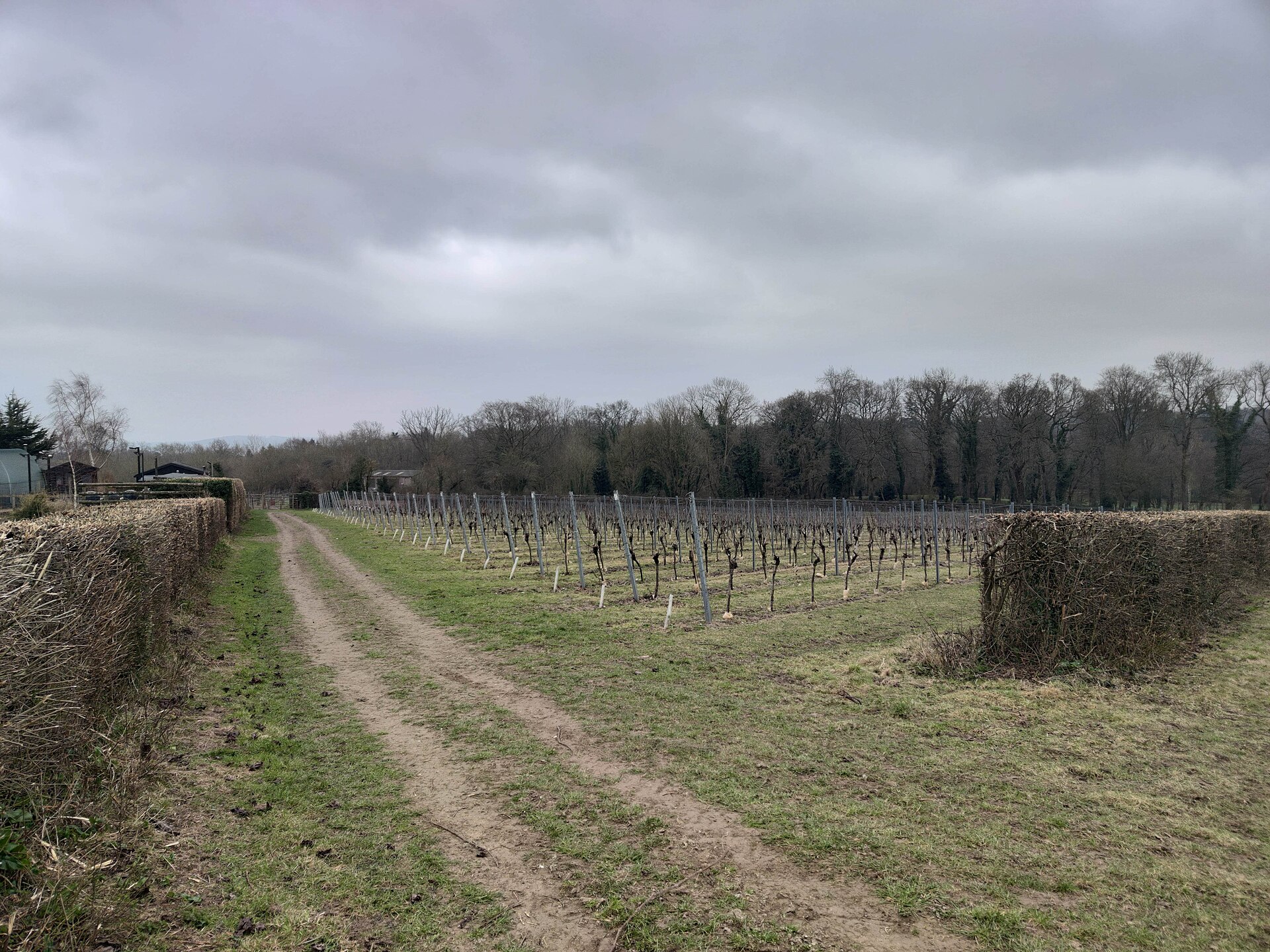 Greyfriars Vineyard