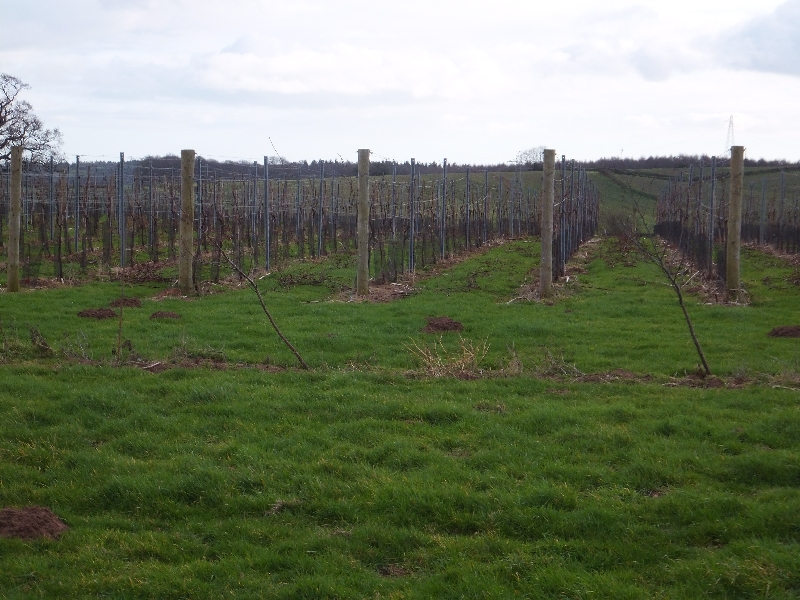Kenton Vineyard