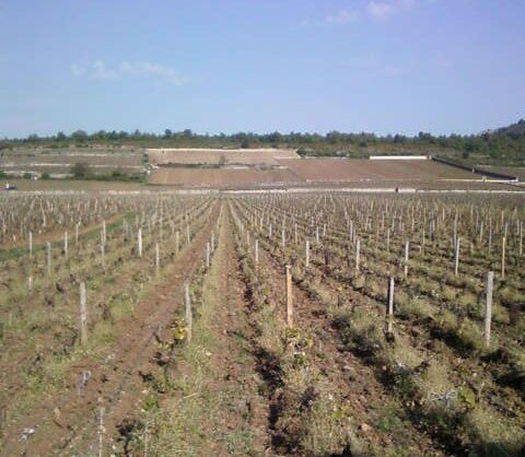 Montrachet