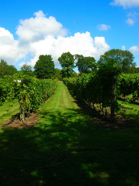 Nutbourne Vineyard