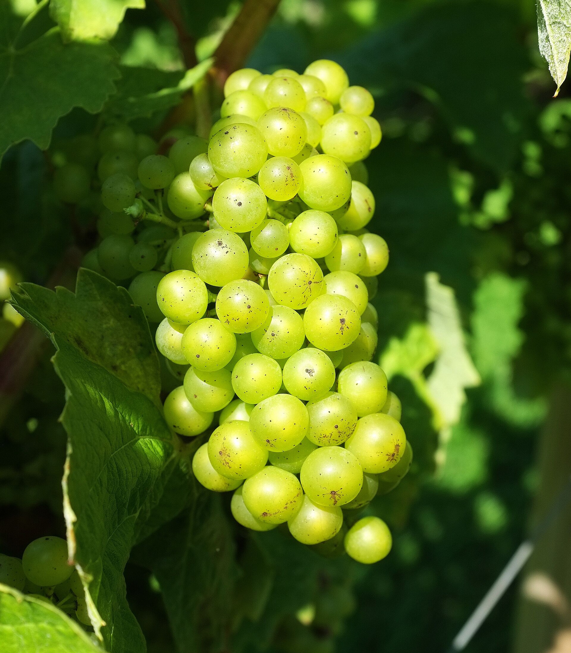 Sharpham Vineyard