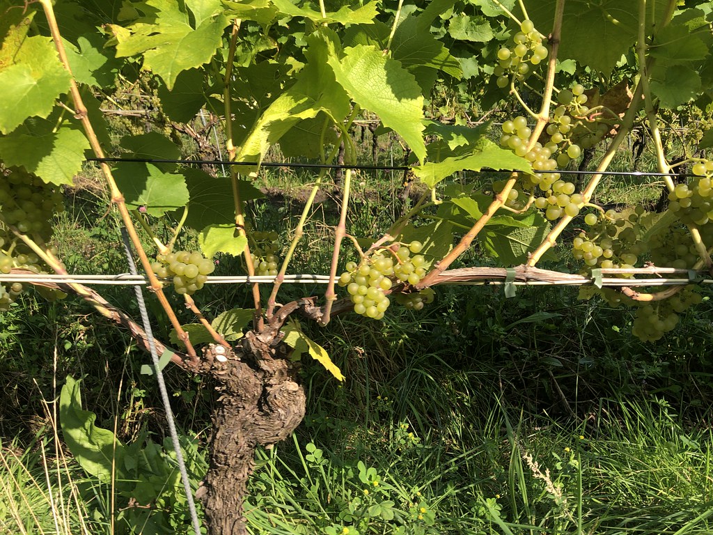 Vinproduktion