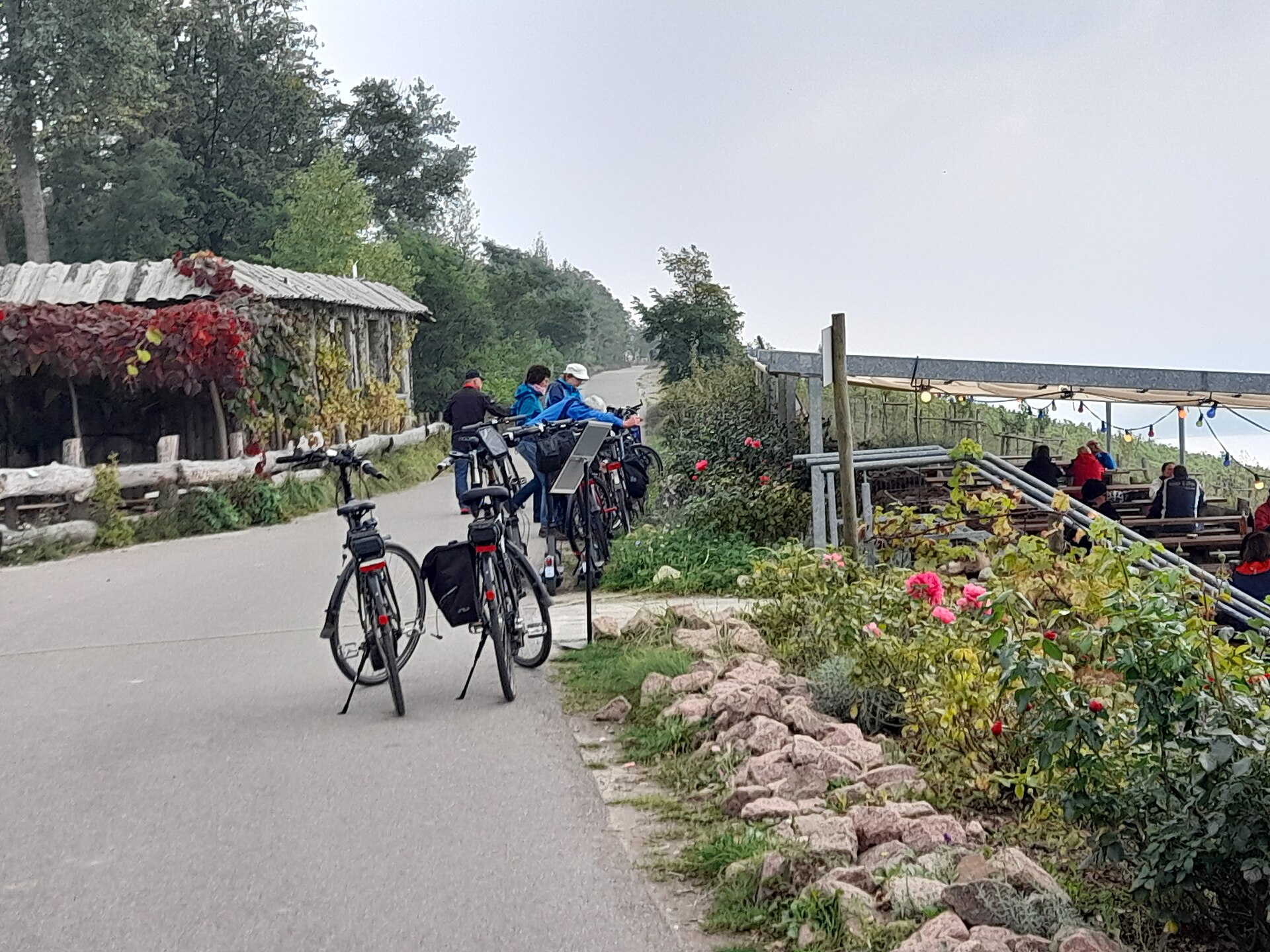 Weinbau am Geiseltalsee