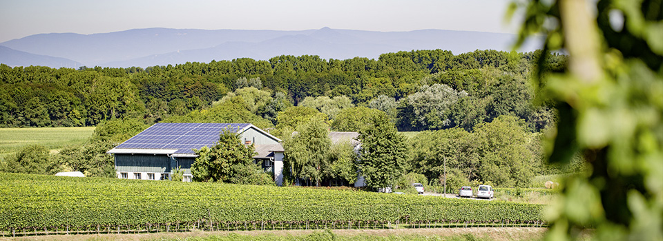 Weingut Burkhart