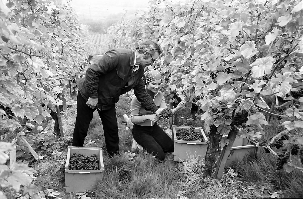 Weingut Faber
