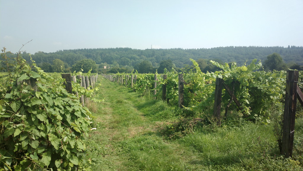 Wylye Valley Vineyard